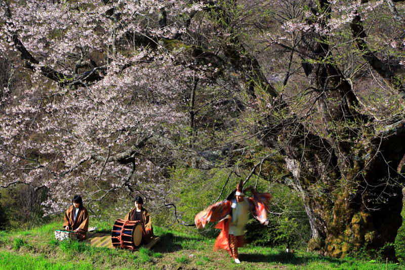 駒つなぎの桜鷄舞　比留木親弘　一般応募