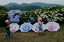 「梅雨の遠足」　櫻井 勝美 （一般応募）